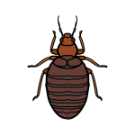 bedbugs company in sharjah