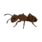 ants dubai