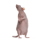 rats dubai