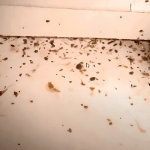 roach sign