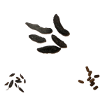 signs of cocroach