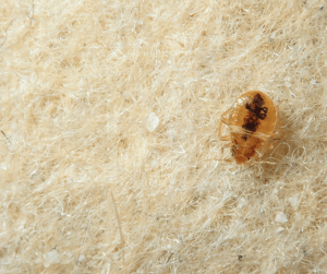 bed bugs sharjah