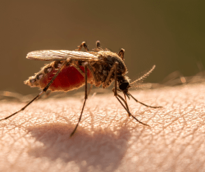 mosquitoes sharjah