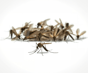 mosquitoes dubai
