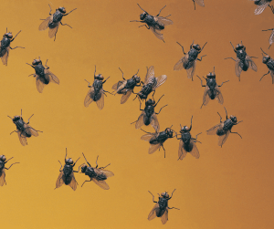 house flies dubai
