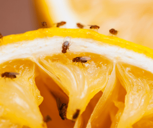 fruit fly