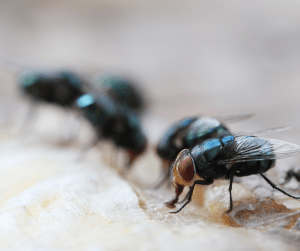 house fly