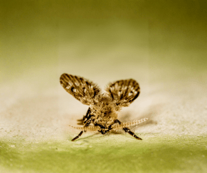 stored product insect