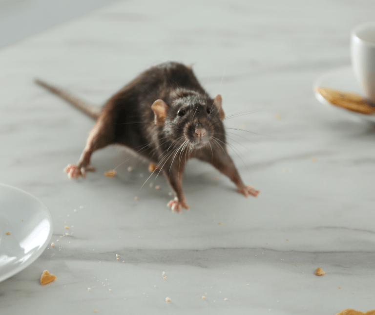 rats