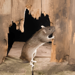 rat sign
