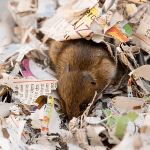rodent sign