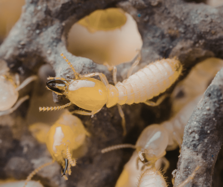 termite treatment