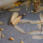 untitled design 2026 04 22t131326.983