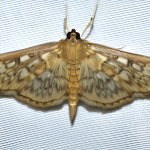 stored product insects