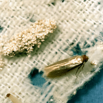 store insects