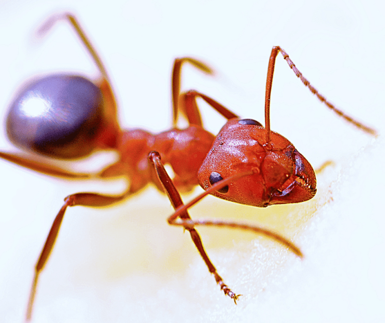 ants control