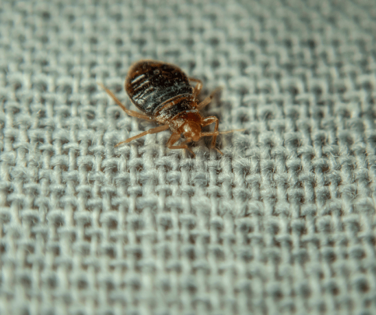 bed bugs control service in dubai