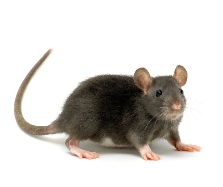 rats control service
