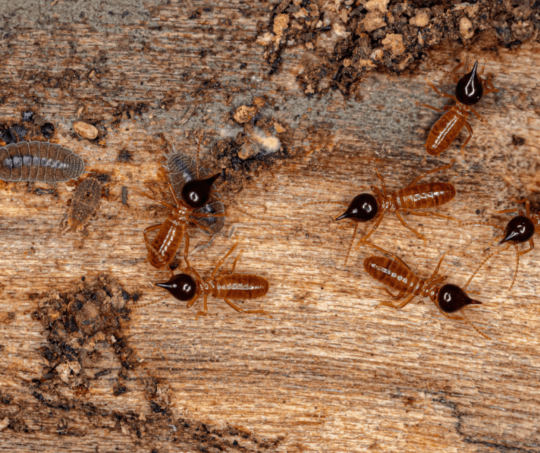 best termite company
