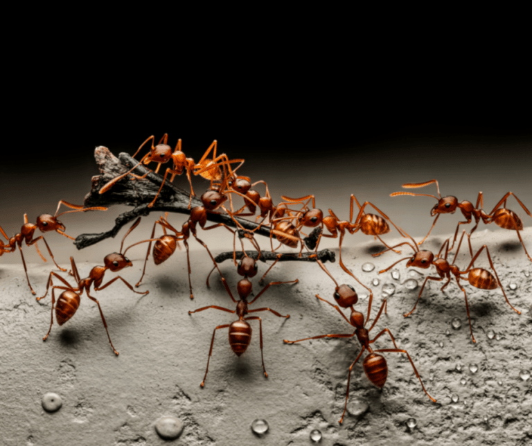 ants