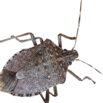 bed bugs