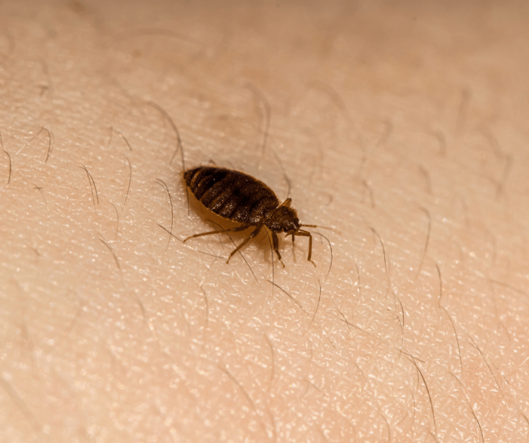 bed bugs