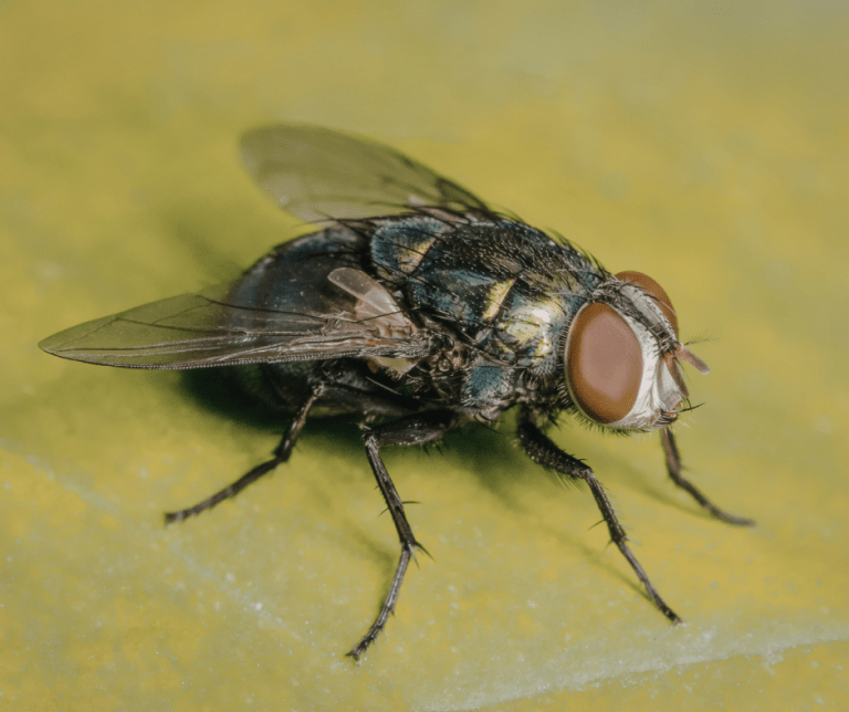 house flies