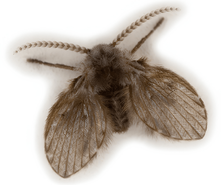 drain fly