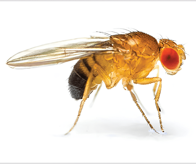 fruit flies