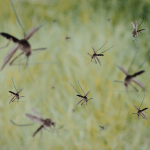 control flies