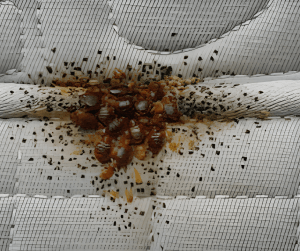 Bed Bugs