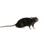 rat control dubai