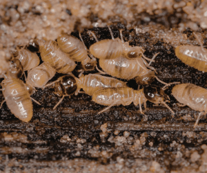 Termite