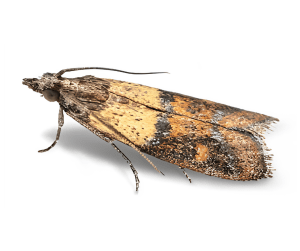 stored product insect