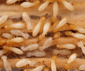 Termite