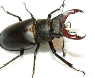 stored product insect