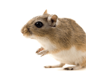 rat sharjah