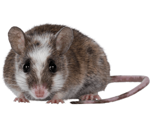 rat sharjah