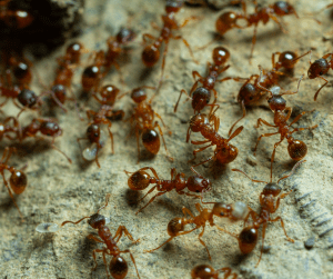 ants dubai