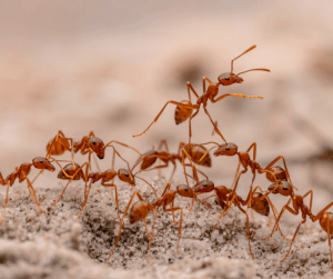 ants sharjah